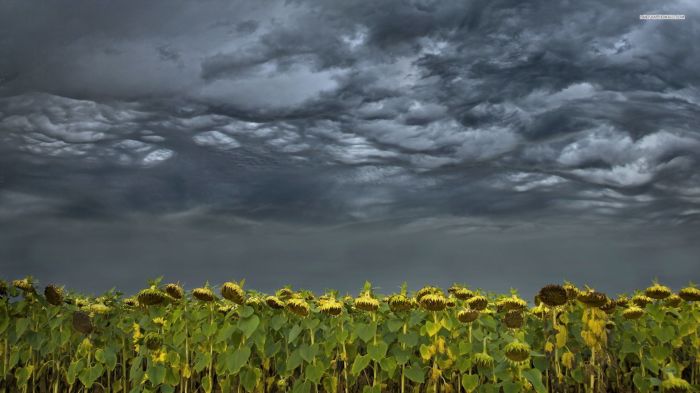 Stormy Sky Storm Sunflower Landscape Nature