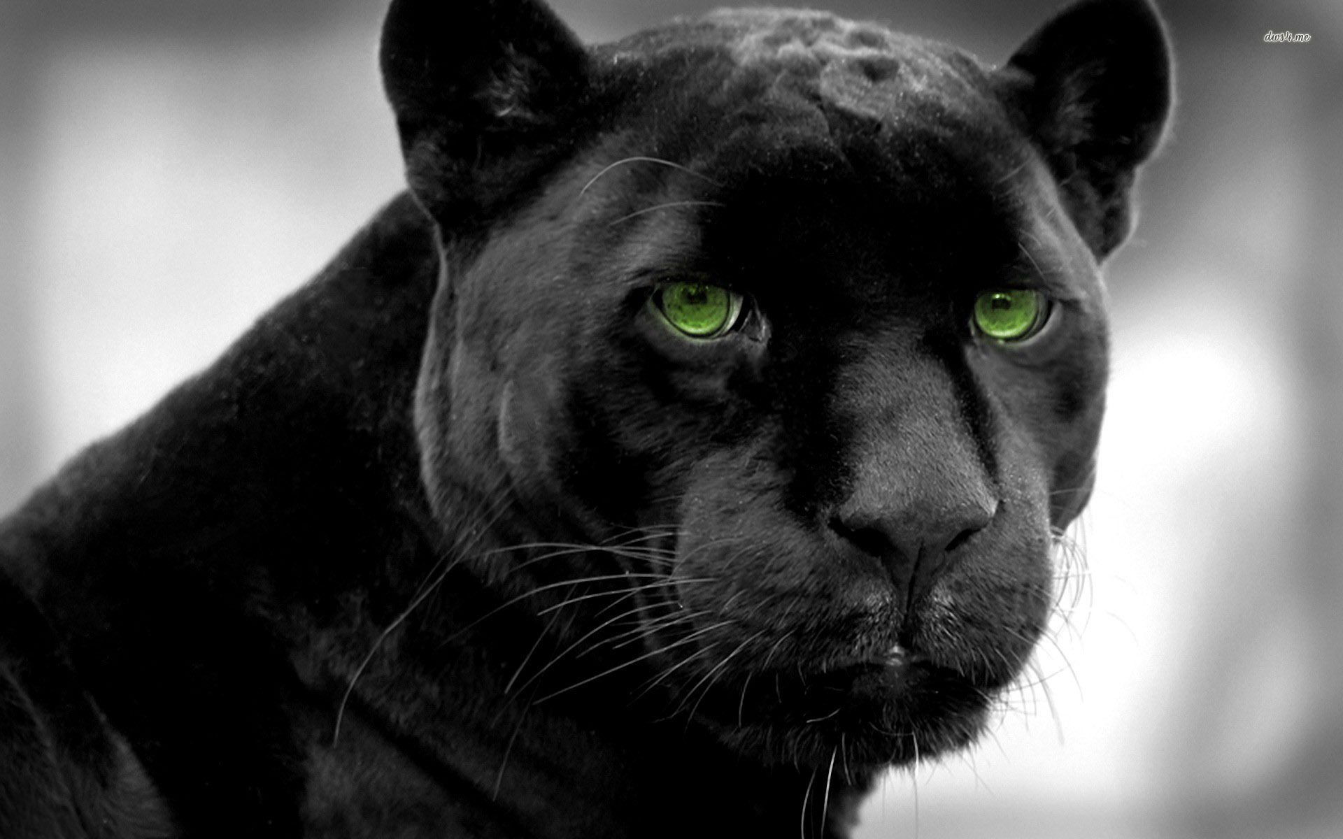 Black Panther Wallpaper Full HD Search Wild Life