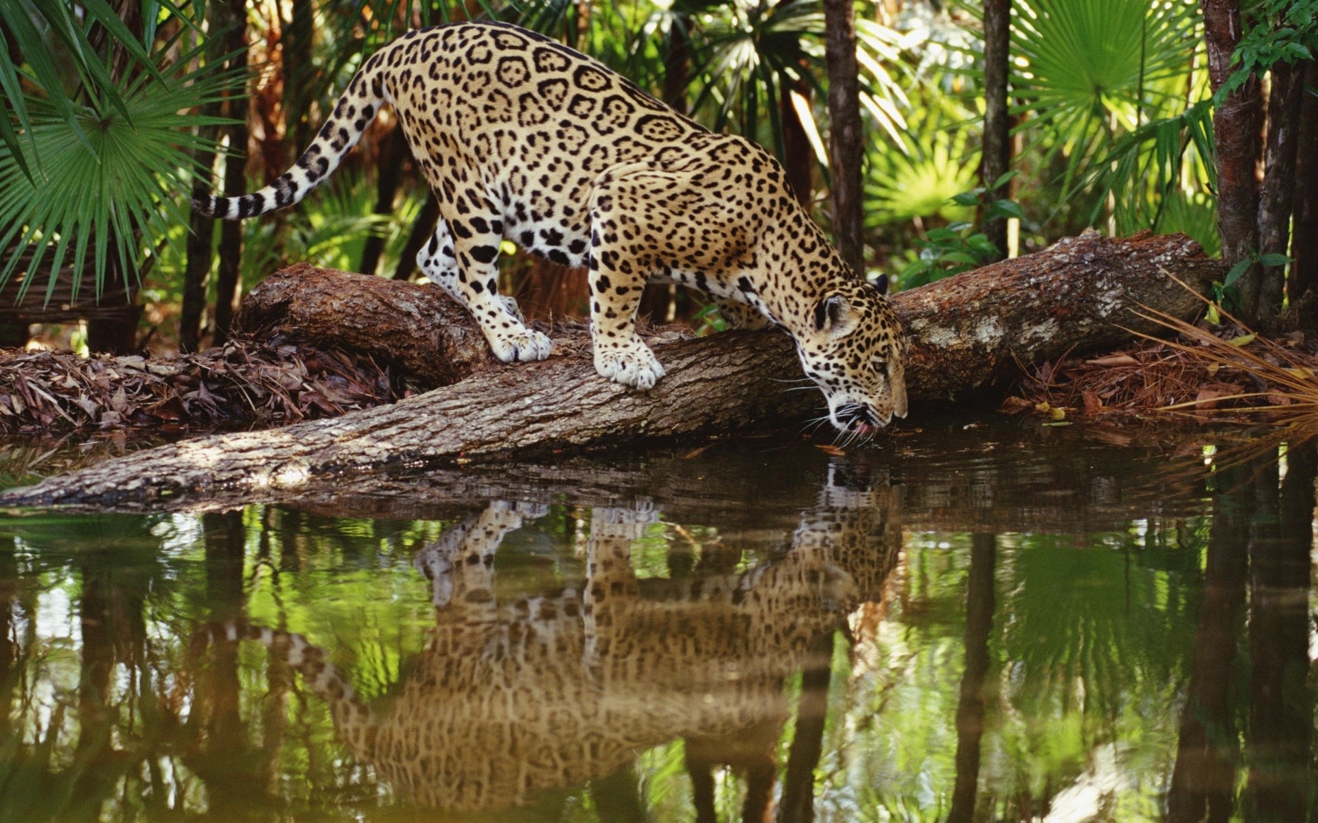Jaguars Animals Feline Wallpaper HD