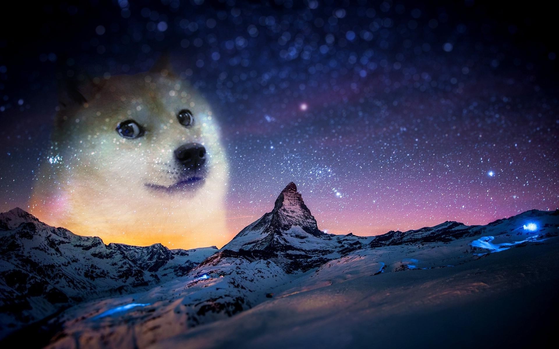 Snow Night Animals Doge Memes Wallpaper HD