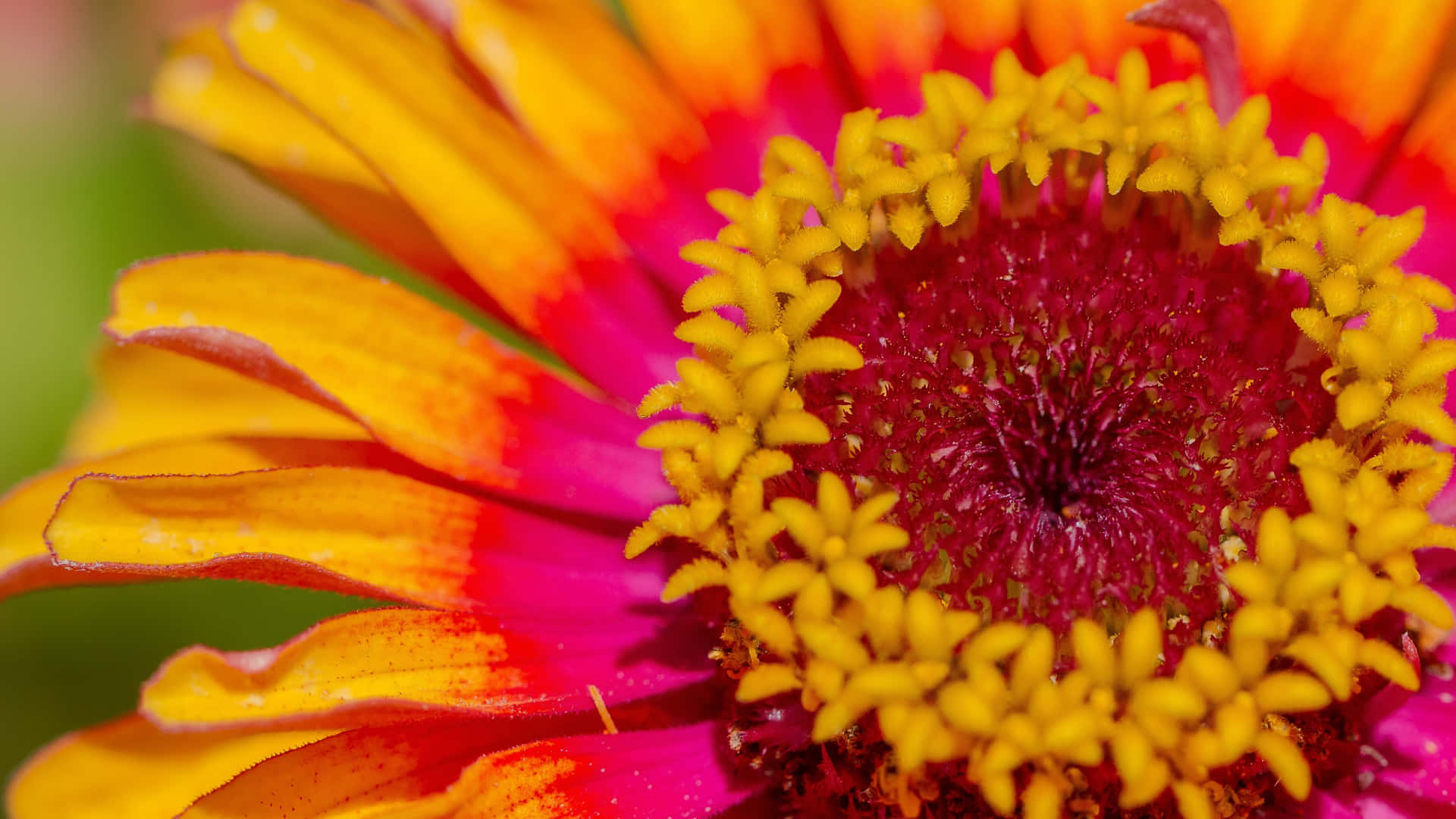 Bright Color Wallpaper