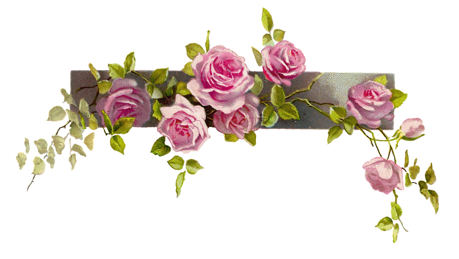 Antique Image Flower Graphic Vintage Pink Rose Clip Art Branch