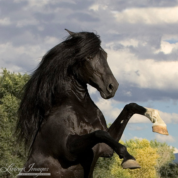 Black Stallion Horse Rearing