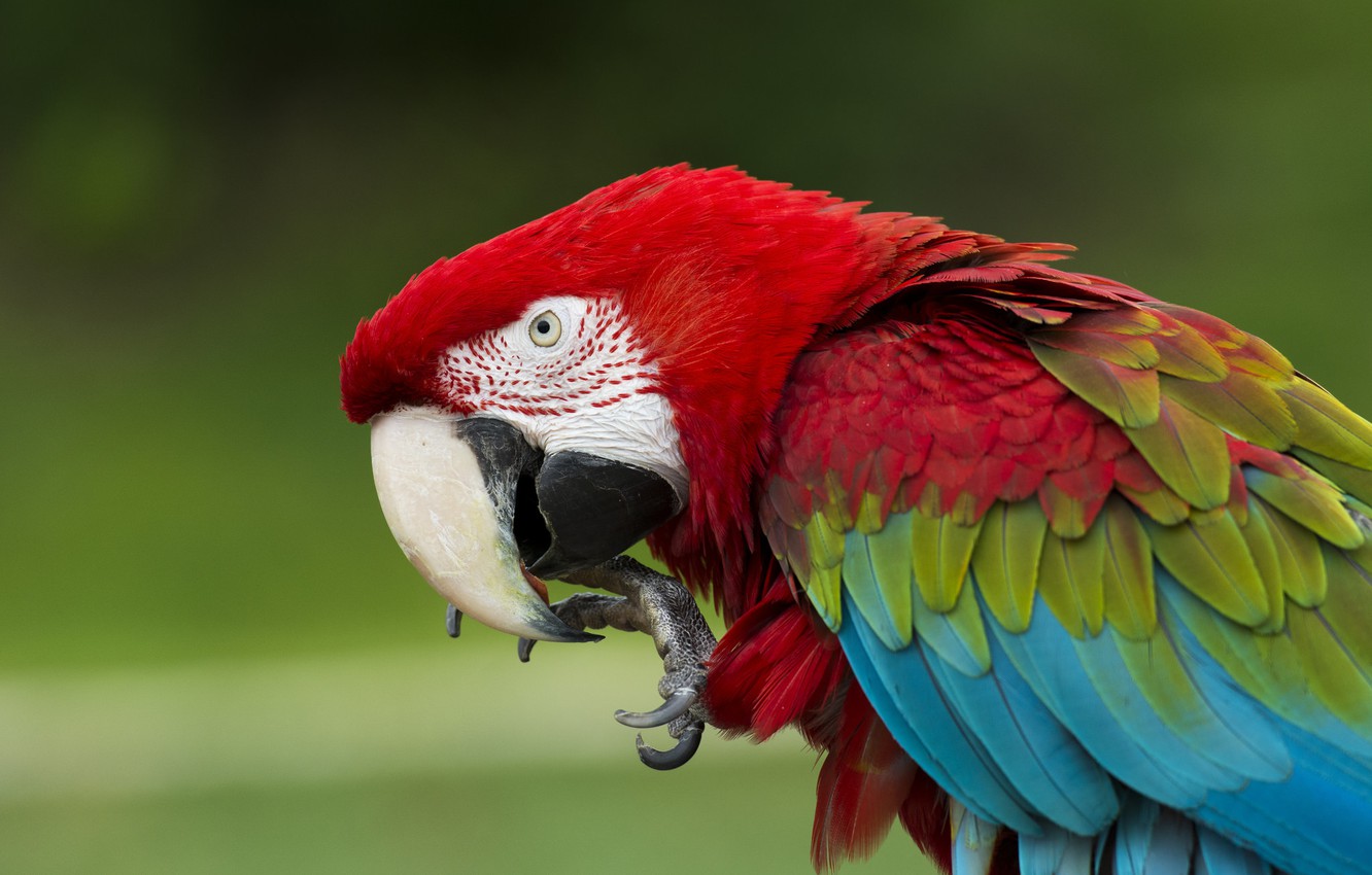 Wallpaper Bird Feathers Beak Parrot Ara Green Winged Macaw