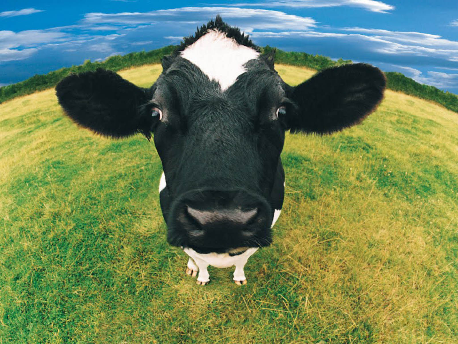 Funny Farm Animals Desktop Wallpaper