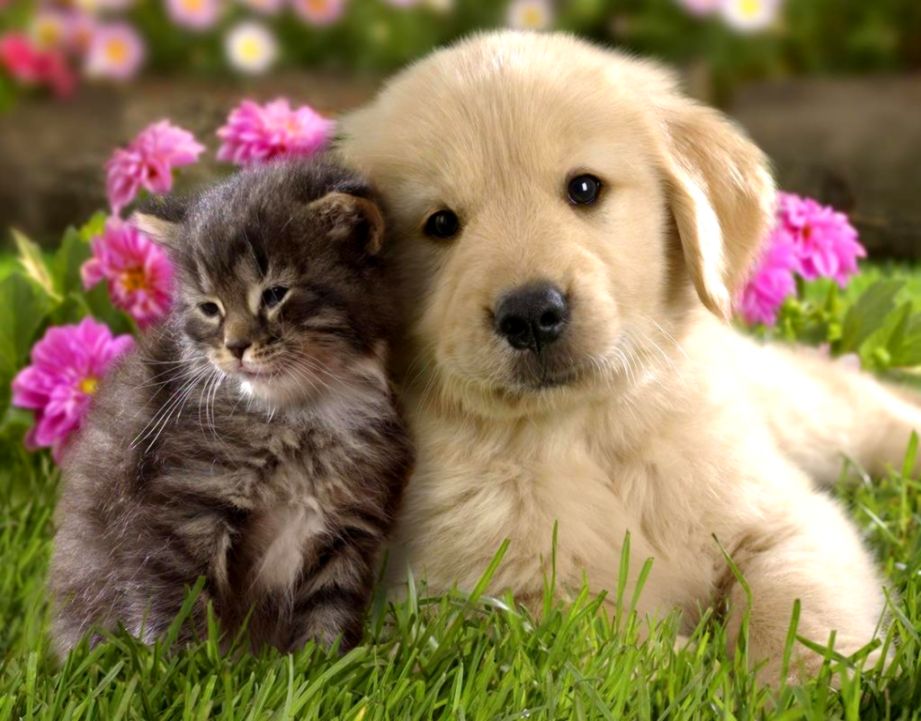 Wallpaper HD Cute Baby Pictures With Animals Glitter