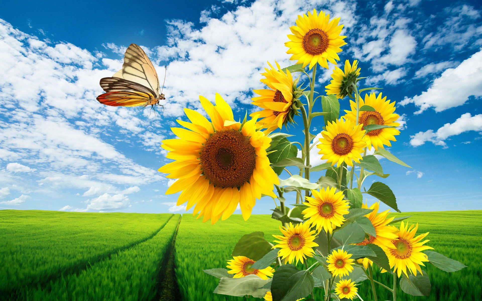 Sunflowers and Butterfly HD Wallpaper Background Image