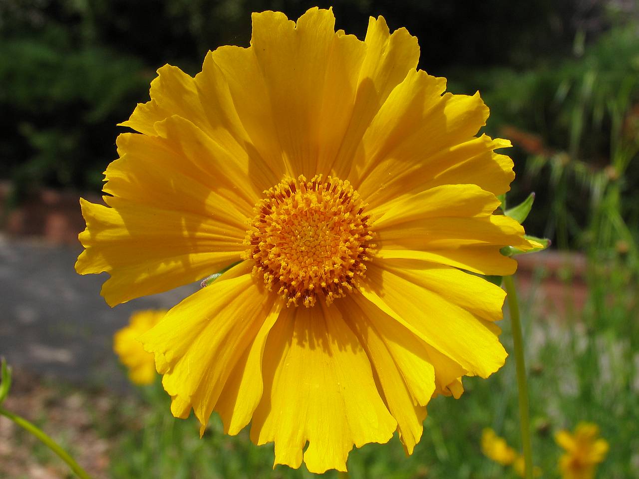Yellow Daisy HD Wallpaper In Flowers Imageci