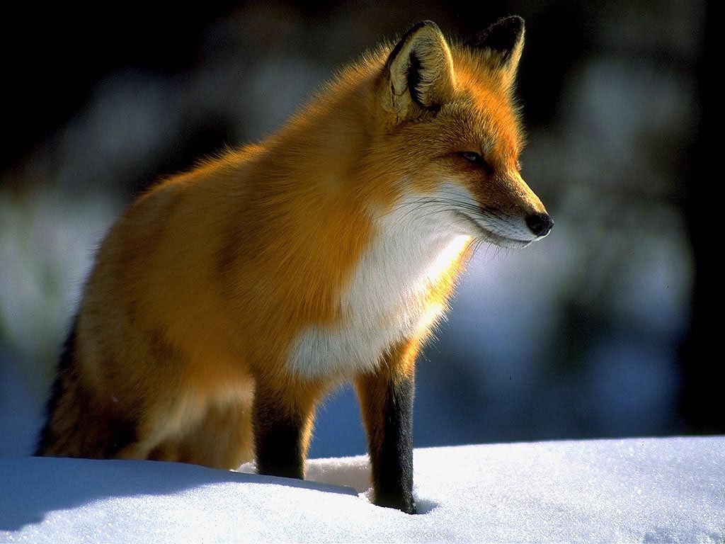 Fox In Snow Wallpaper