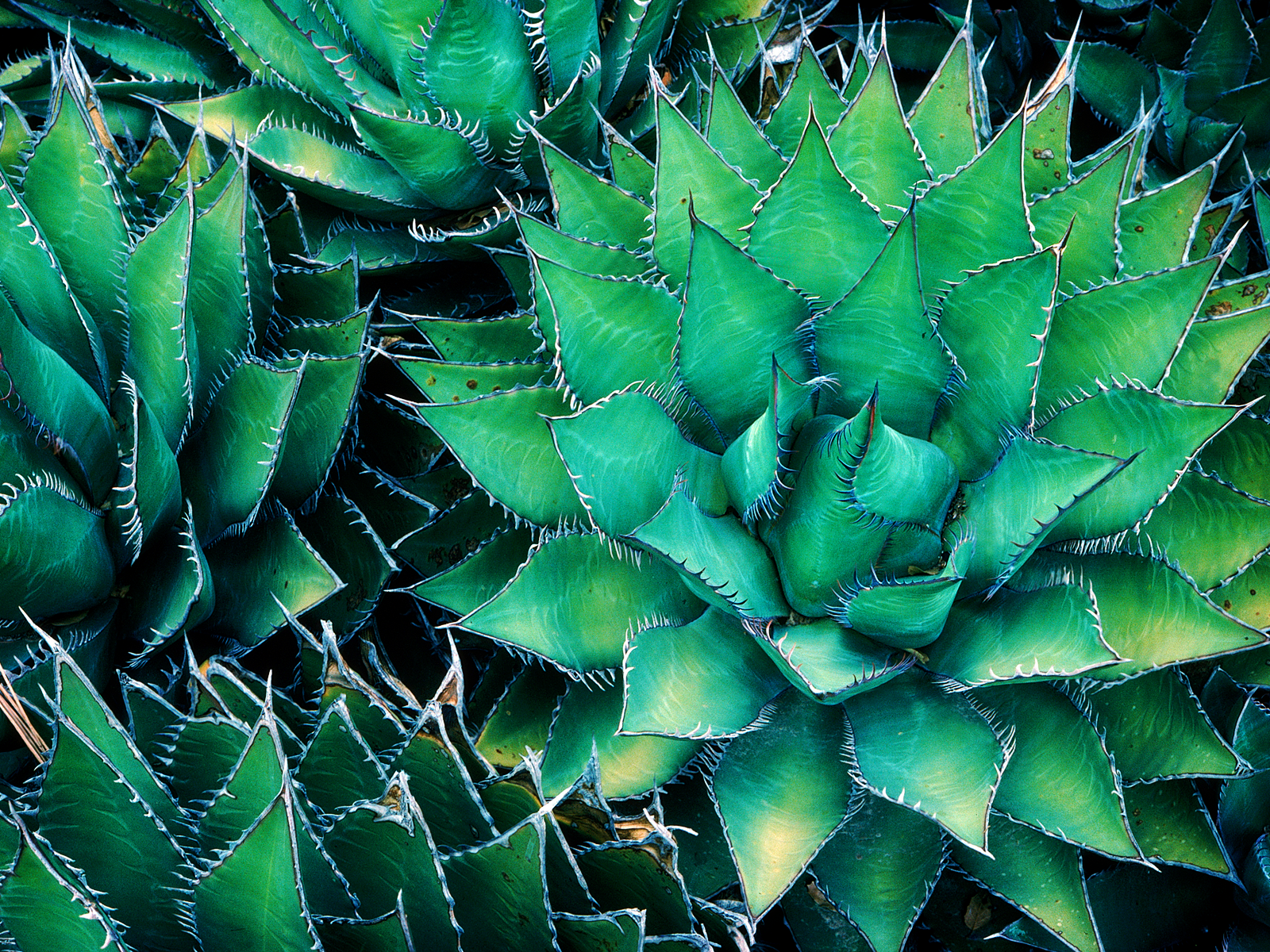  cactus wallpaper 1 wallpapers attole beach sunset wallpaper warning