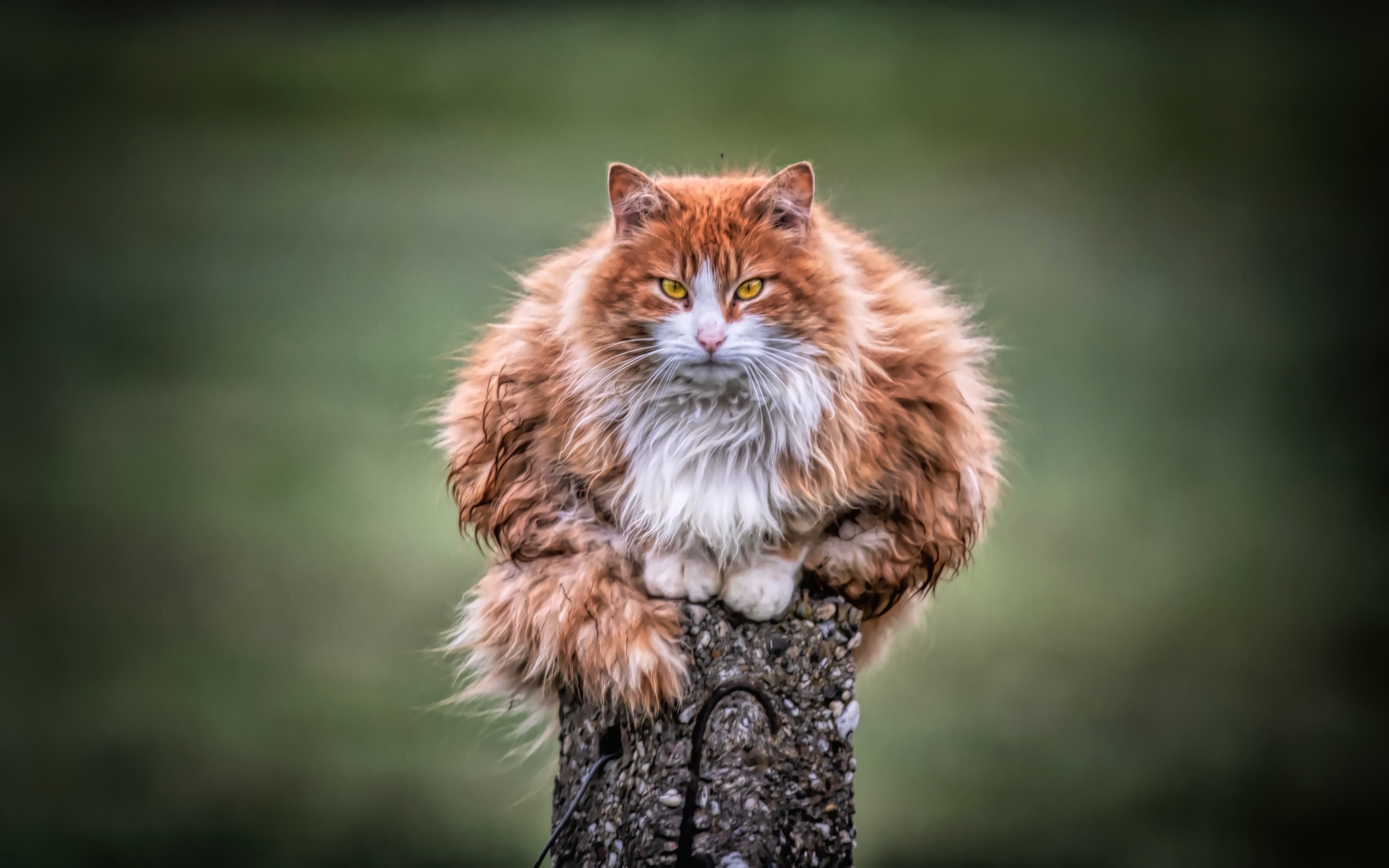 A majestic orange and white long-haired cat perched regally on a wooden fence post, its fur ruffled and its gaze intense