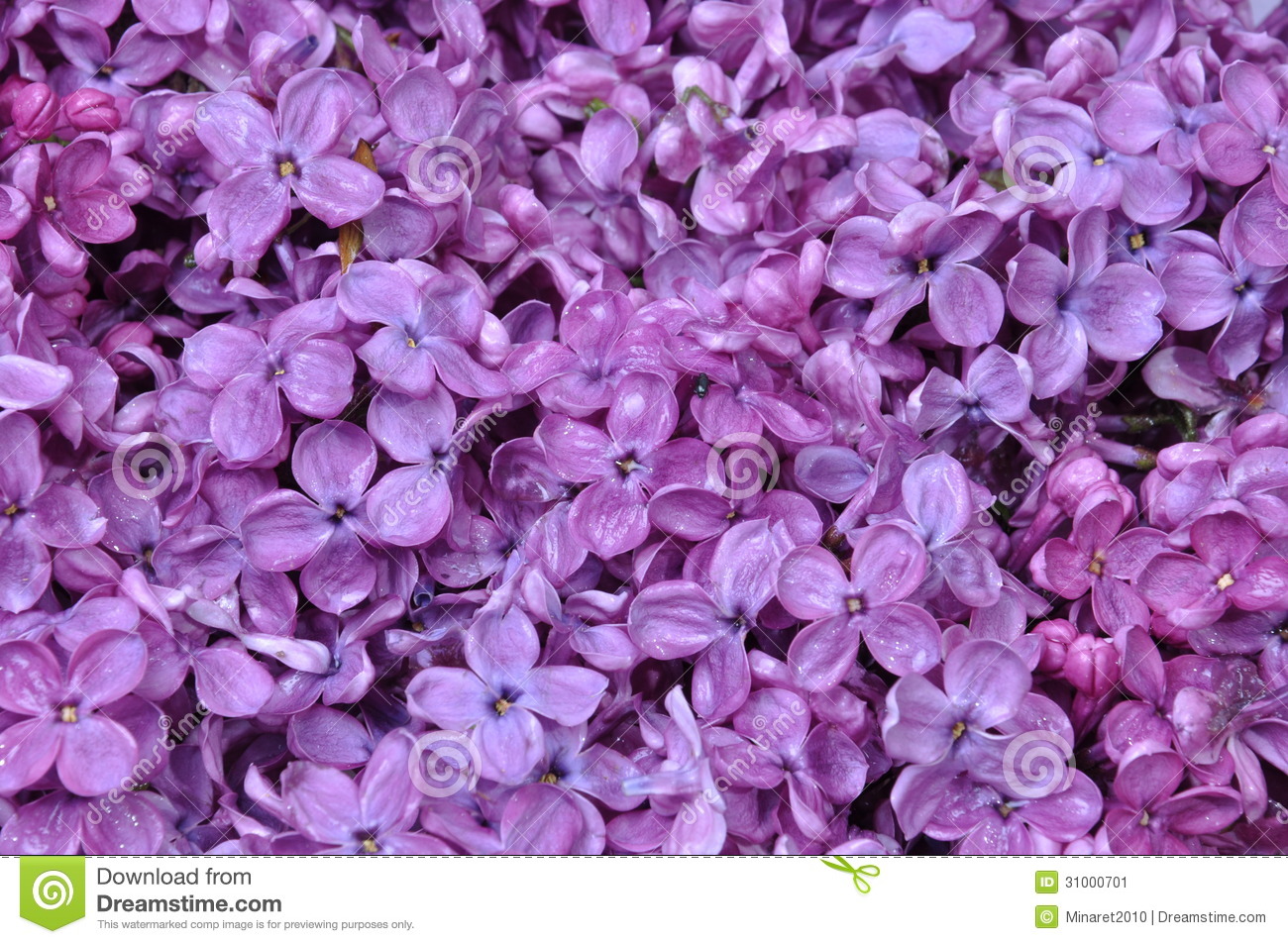 Related Pictures Spring Lilac Flowers Desktop Wallpaper