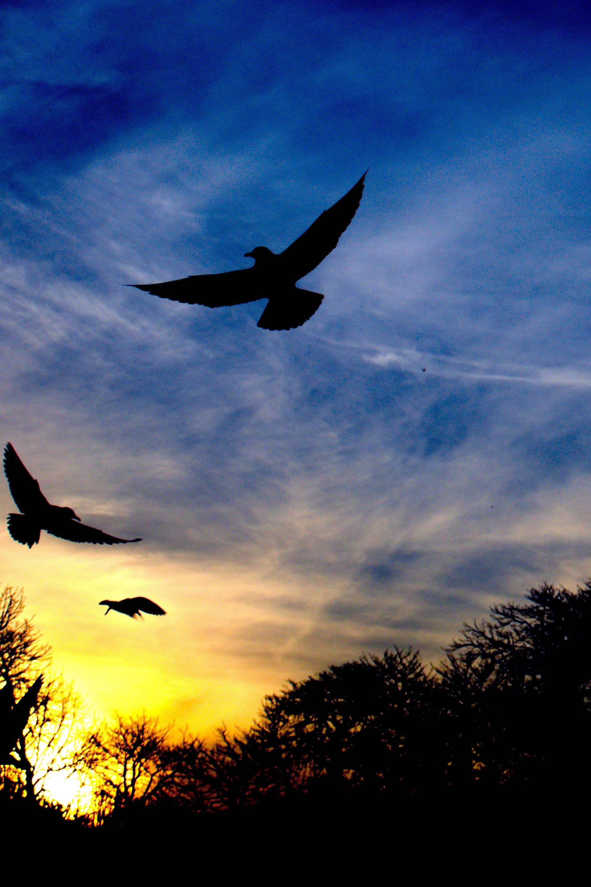 Flying Bird Wallpaper