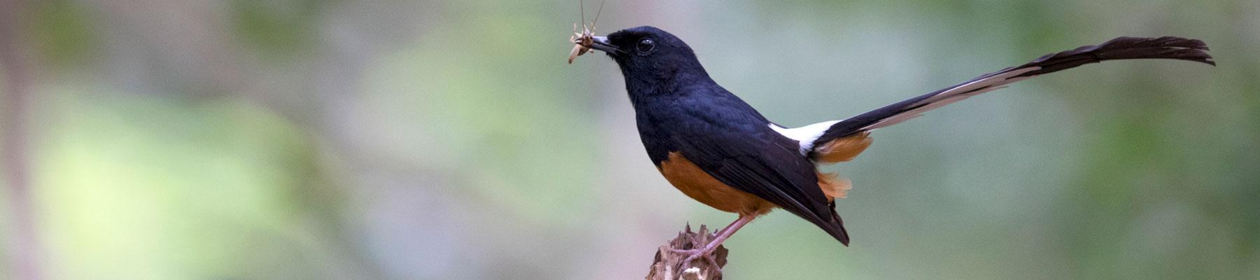 New Study Finds Bali A Veritable Emporium For Birds From Around