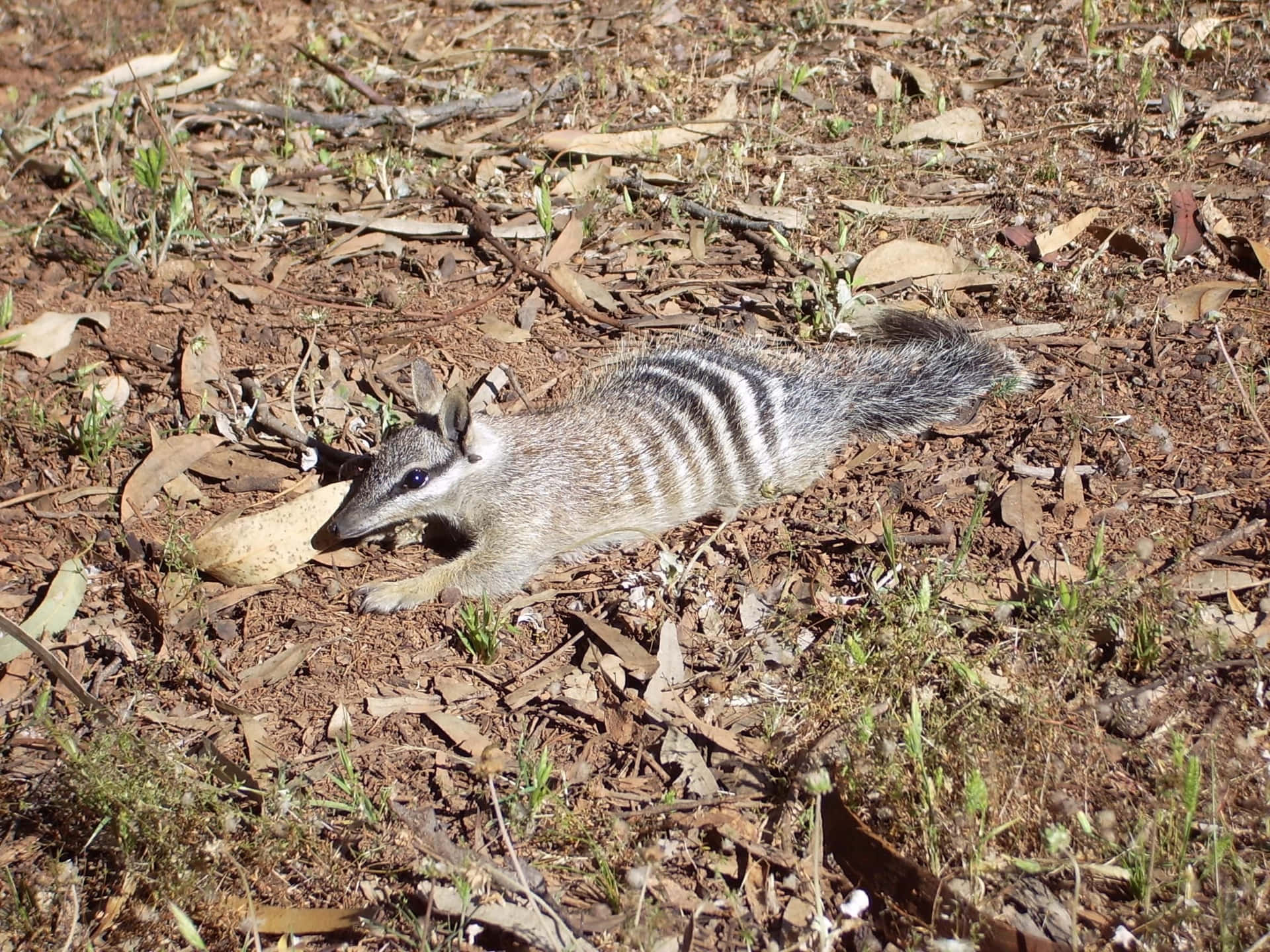 A numbat, a small Australian marsupial, foraging on the ground amidst leaf litter