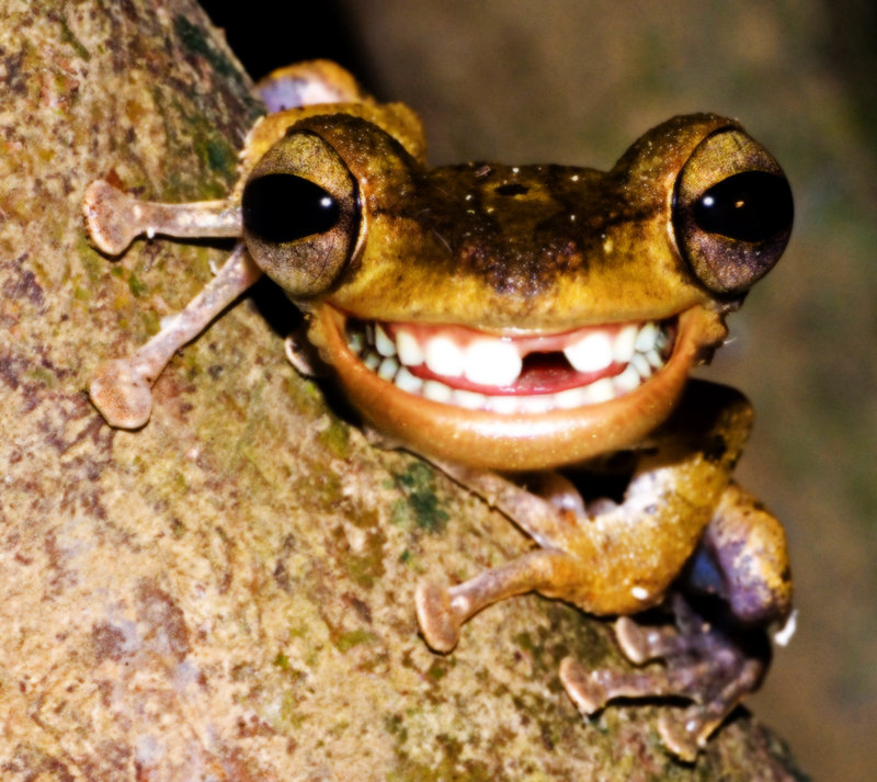 All FunnyCuteCool and Amazing Animals Funny Frogs Pictures and