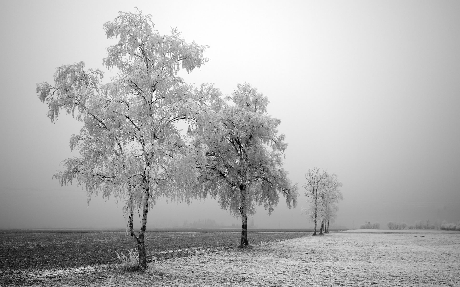 Black And White Winter Full HD Desktop Wallpaper 1080p