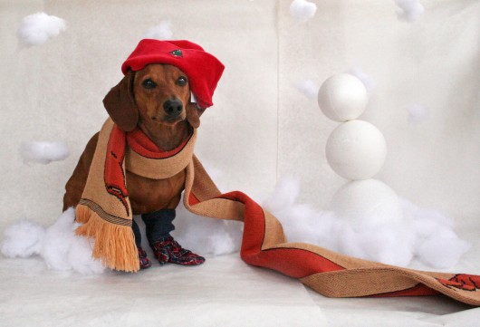 Christmas Dachshund Portrait Photo And Wallpaper Beautiful