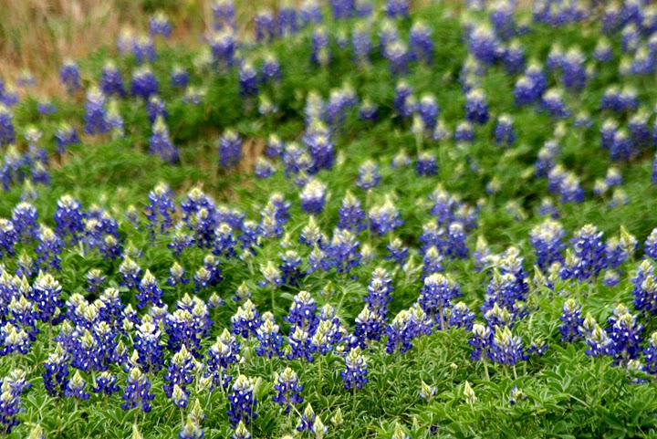 Bluebons And Other Texas Wildflowers