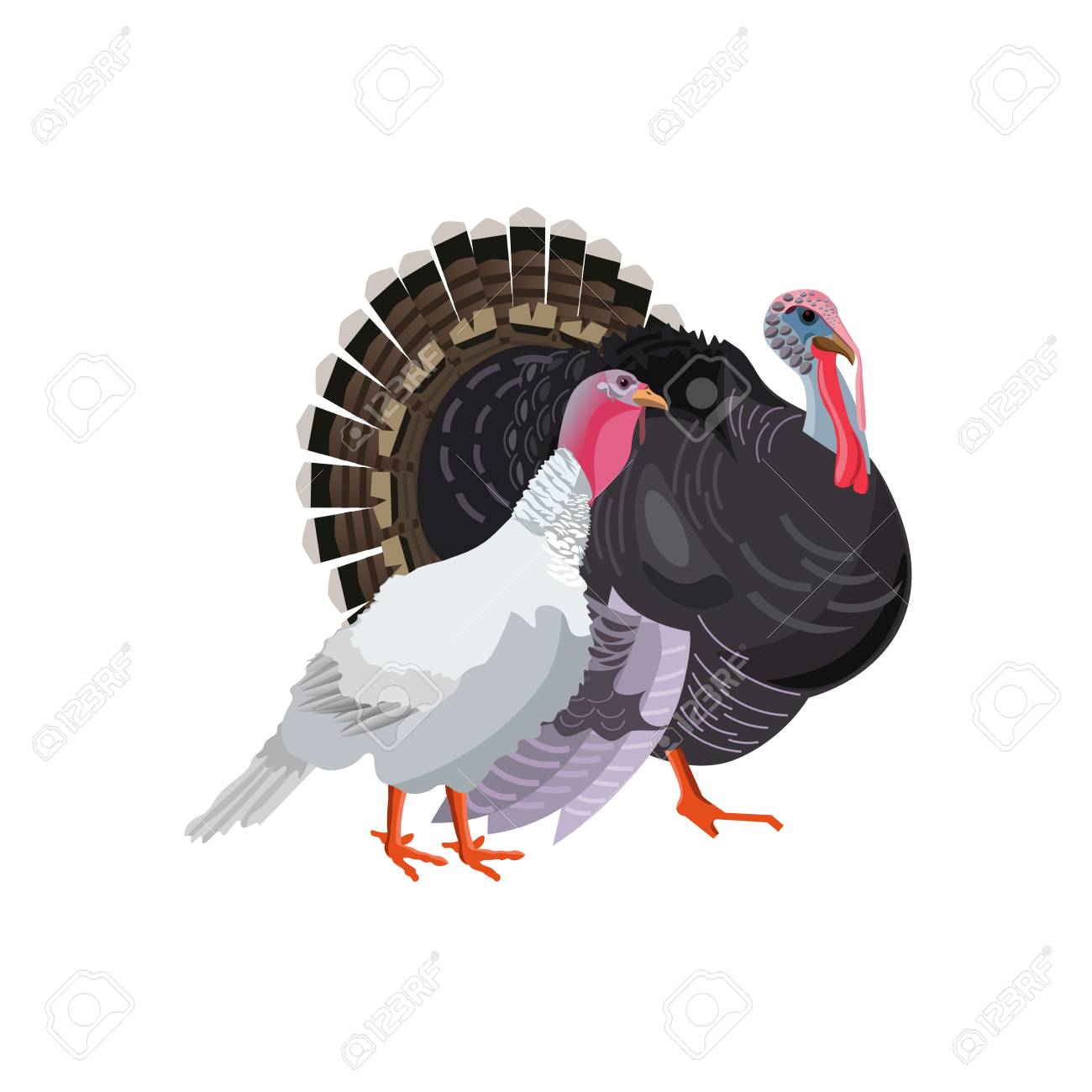 Turkey Gobbler And Hen Male Female Vector Illustration