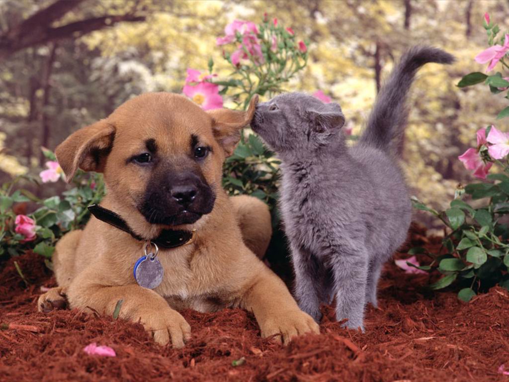 Cat Wallpaper Dog Friendhip Pet Animals