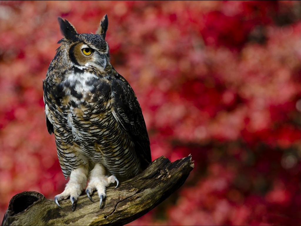 Owl HD Wallpaper Desktop Pictures One