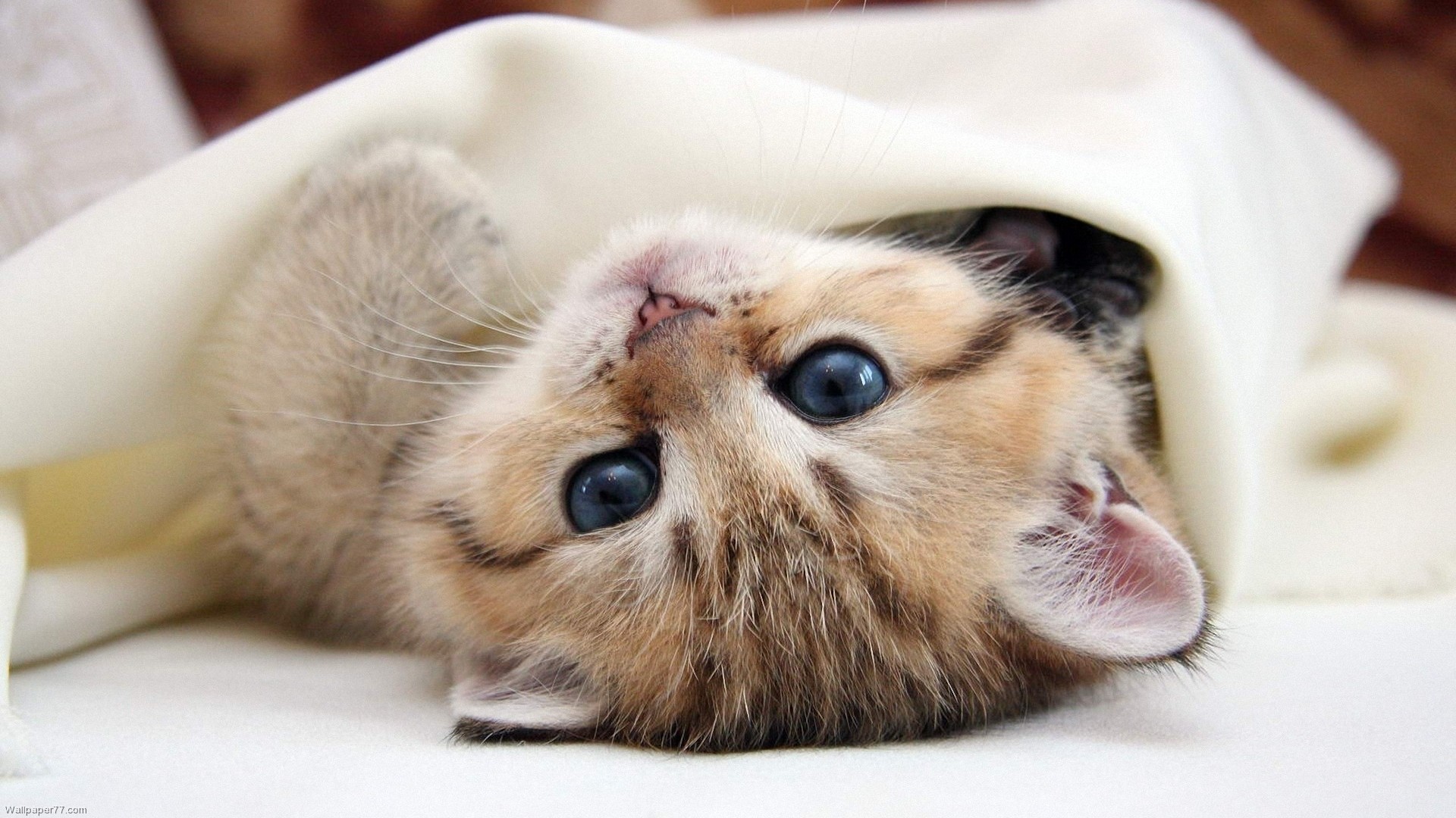 An adorable upside-down kitten plays peek-a-boo from under a soft white blanket