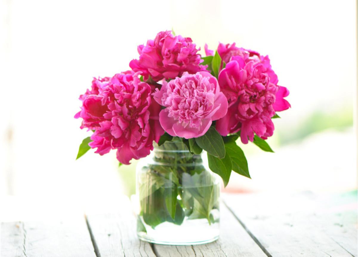 Peonies High Quality And Resolution Wallpaper On