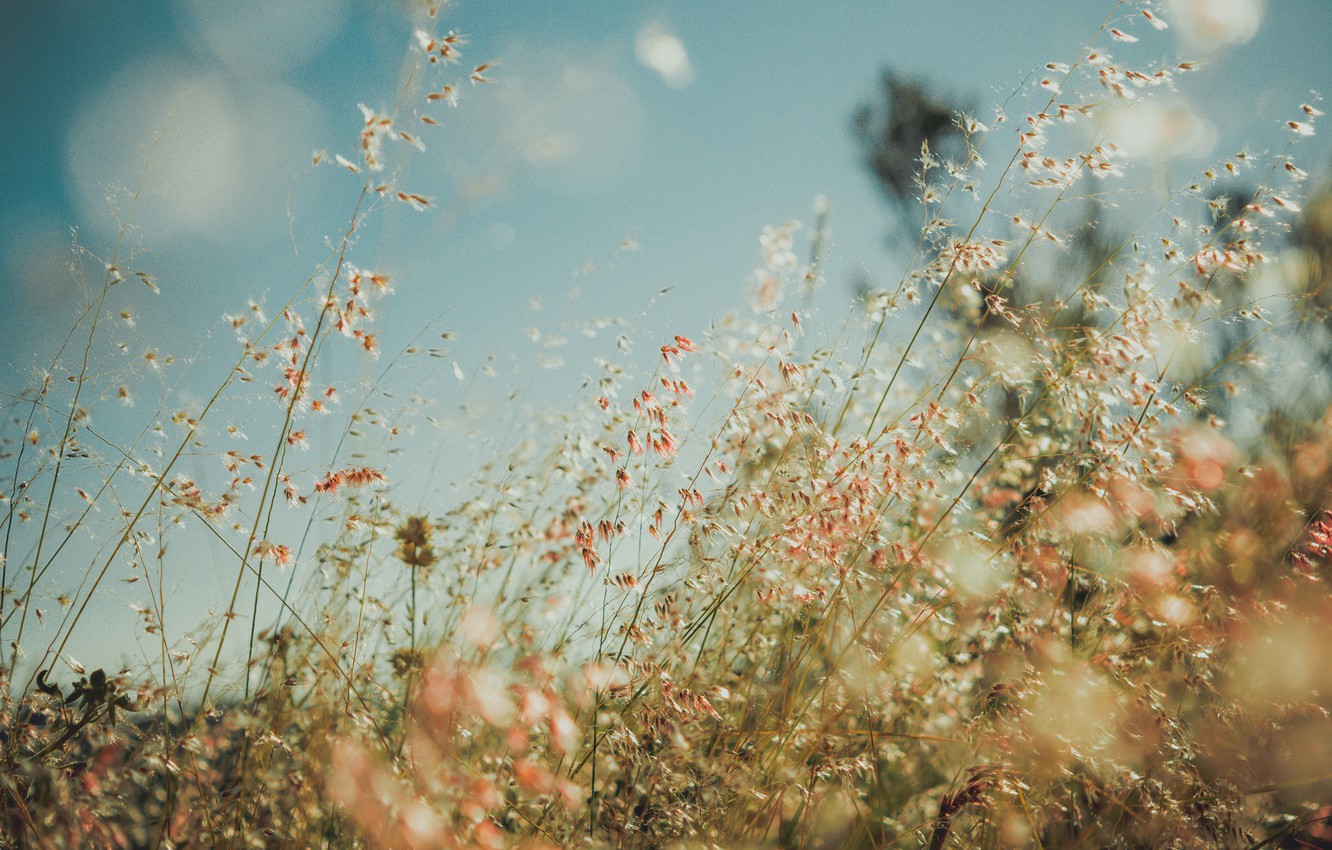 Wallpaper Grass Field Bokeh Countryside Sunny Stalks Image