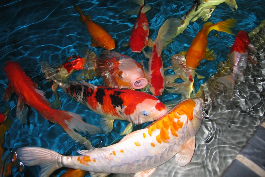Koi Fish Wallpaper Pictures In High Definition Or Widescreen