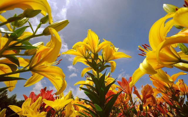 Snapshot Of Yellow Flowers In The Bright Light