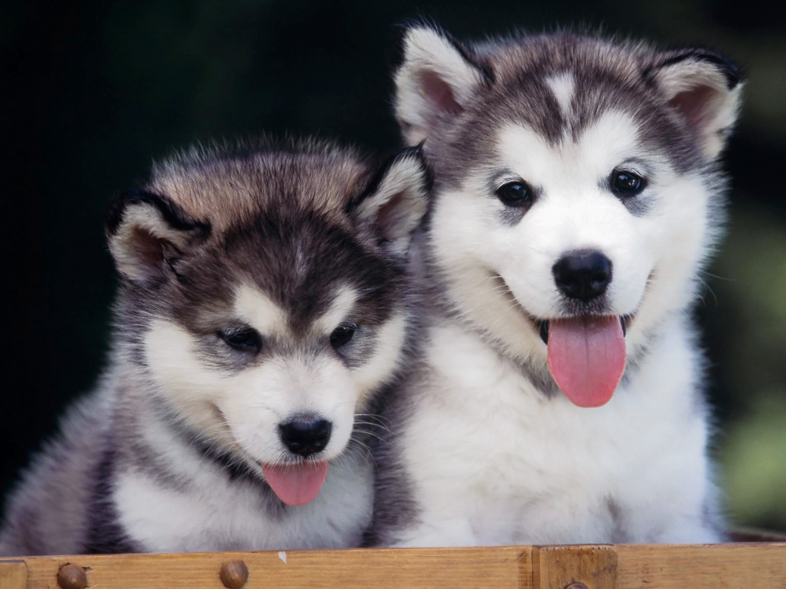 Siberian Huskies Puppies Wallpaper In Full Screen