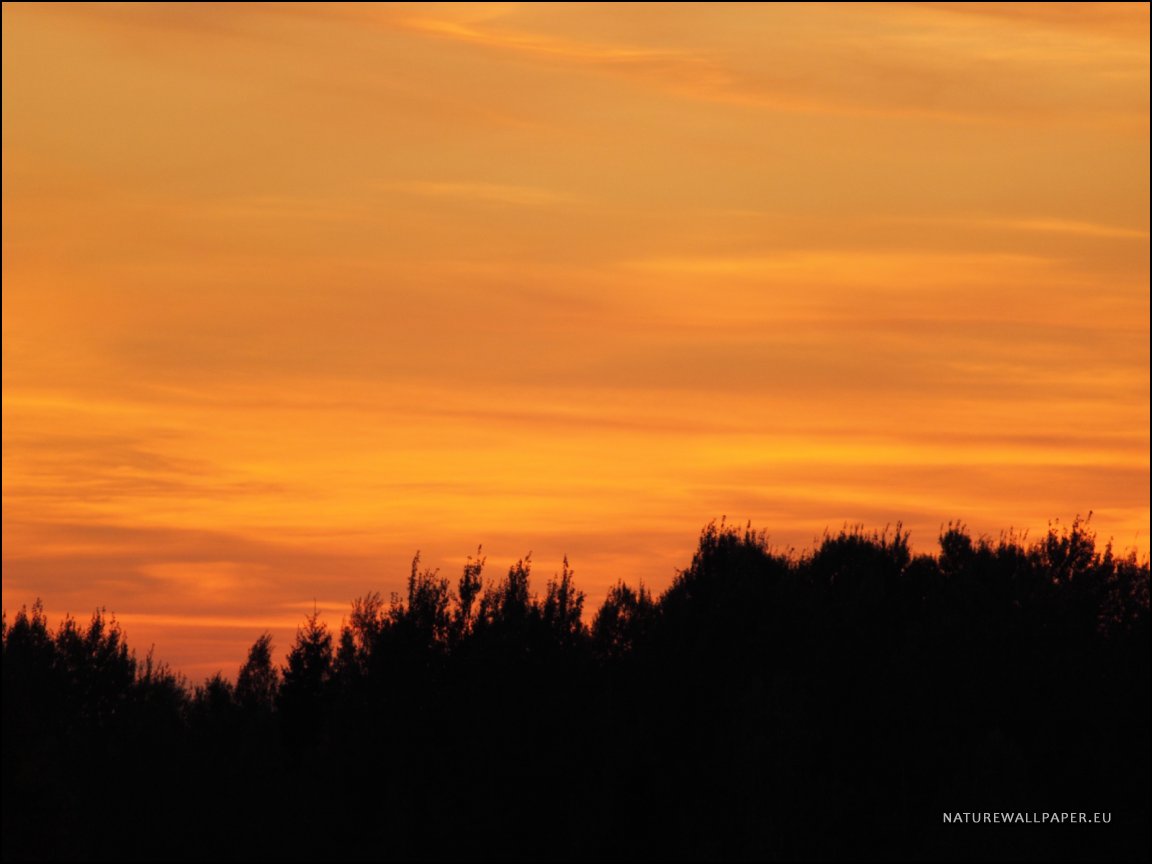 1152x864 wallpaper Orange Sky With A Forest Silhouette Wallpaper