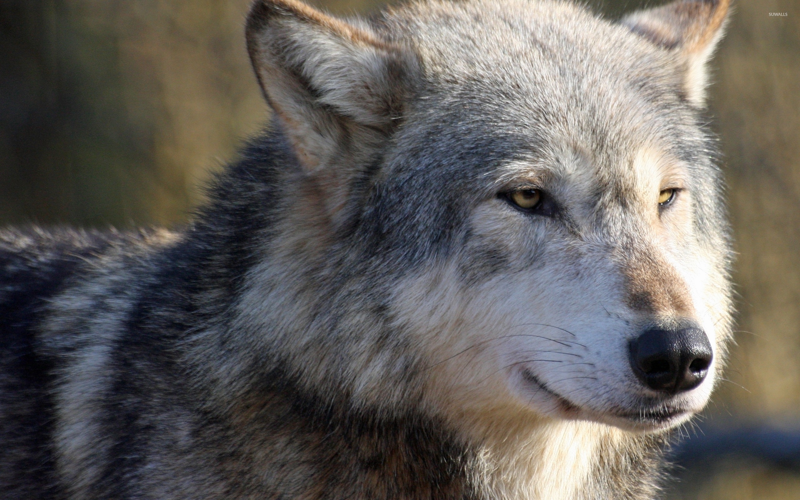 Gray Wolf Wallpaper Animal