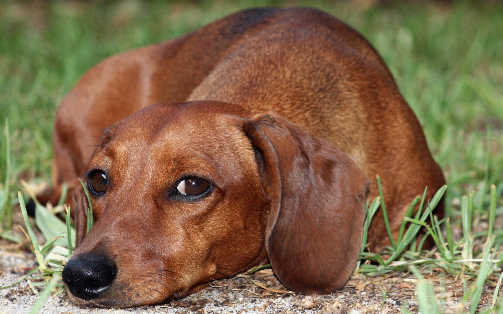 Free download Dachshund Computer Wallpapers Desktop Backgrounds 1920x1200 ID [1920x1200] for