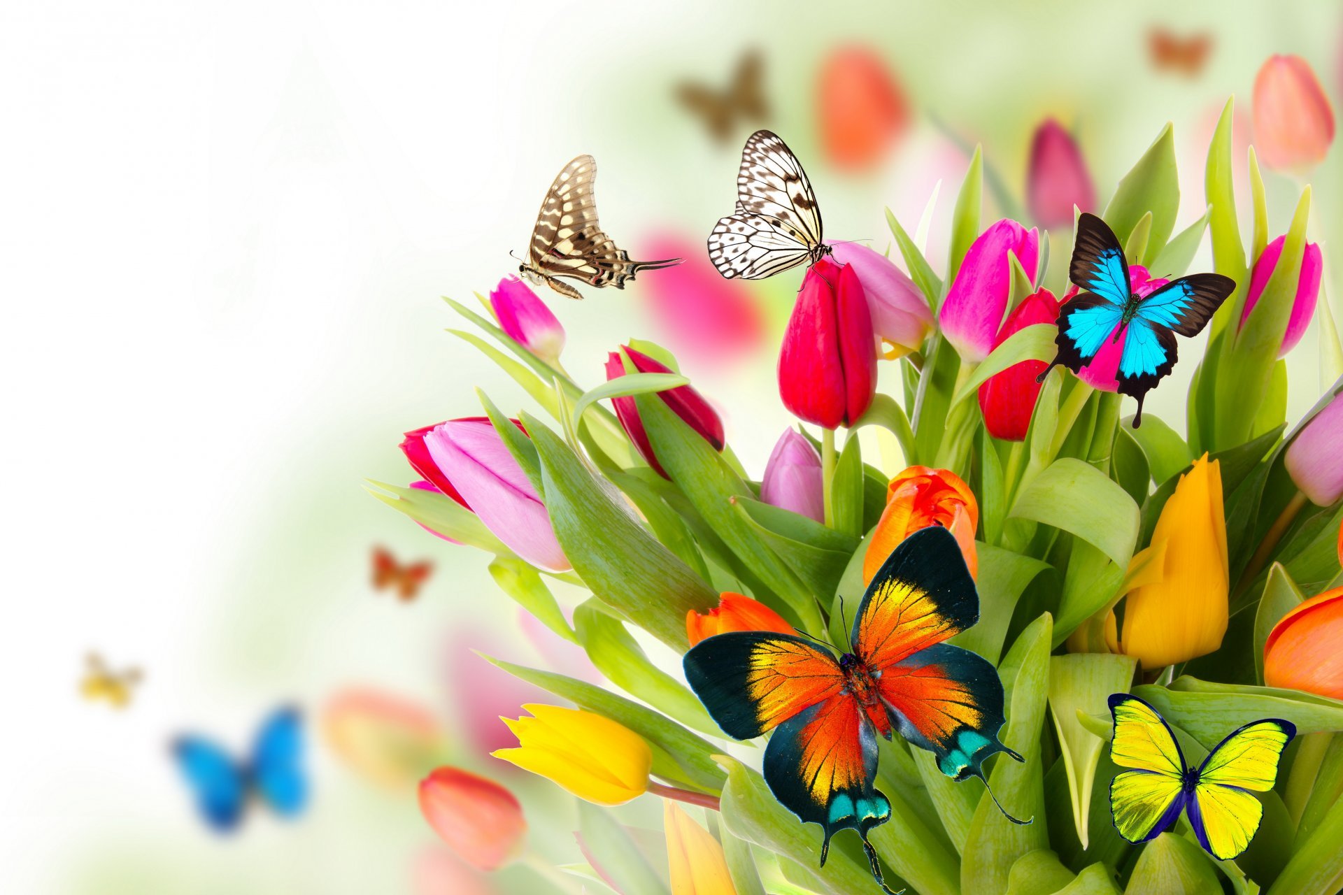Wallpaper With Butterflies Desktop Background Flowers