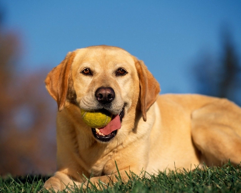 Animals Dogs Tennis Balls Labrador Retriever