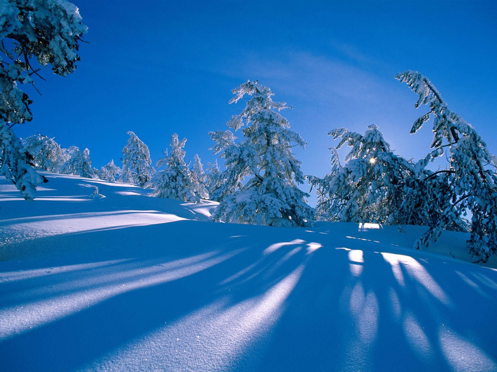 Snow-covered trees on a sunny winter day