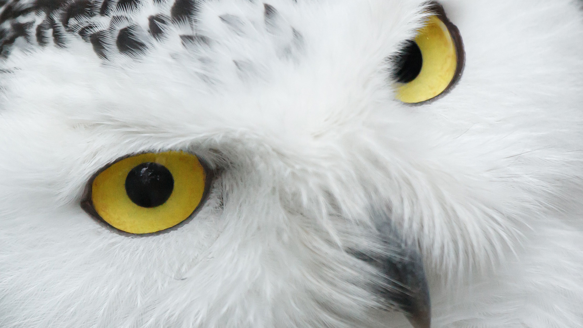 Owl HD Wallpaper004