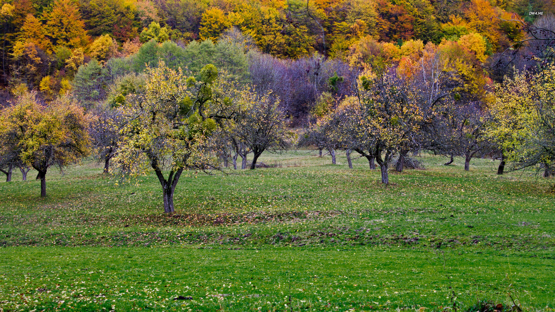 Orchard And Forest In Autumn Wallpaper