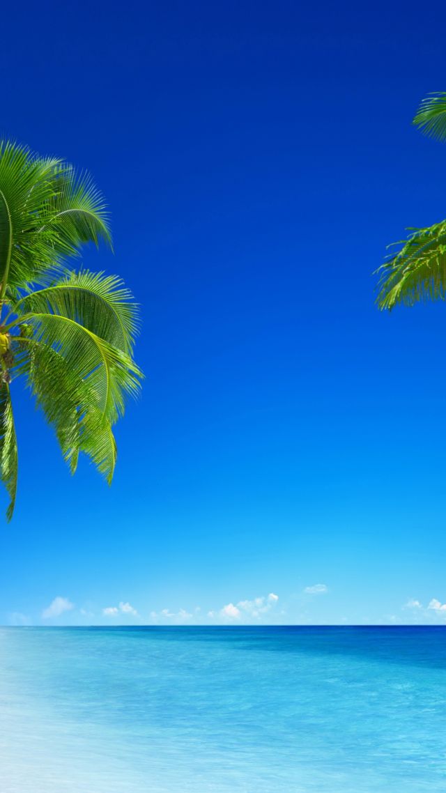 Wallpaper Tropical Beach 5k 4k 8k Paradise Palms