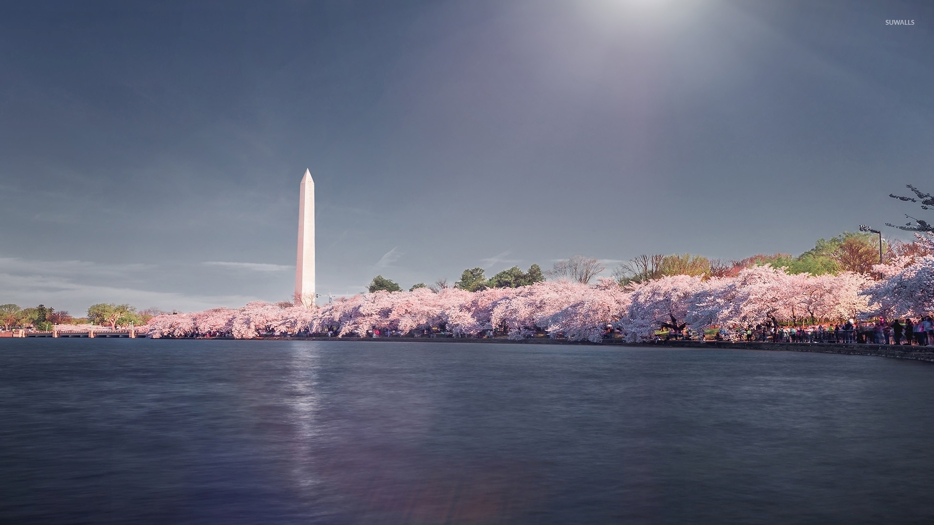 Cherry blossoms near Washington Monument wallpaper   World