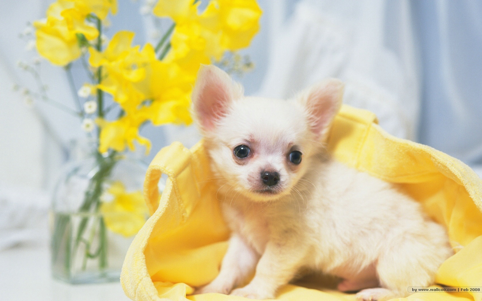 The Sweet Chihuahua Chihuahuas Wallpaper