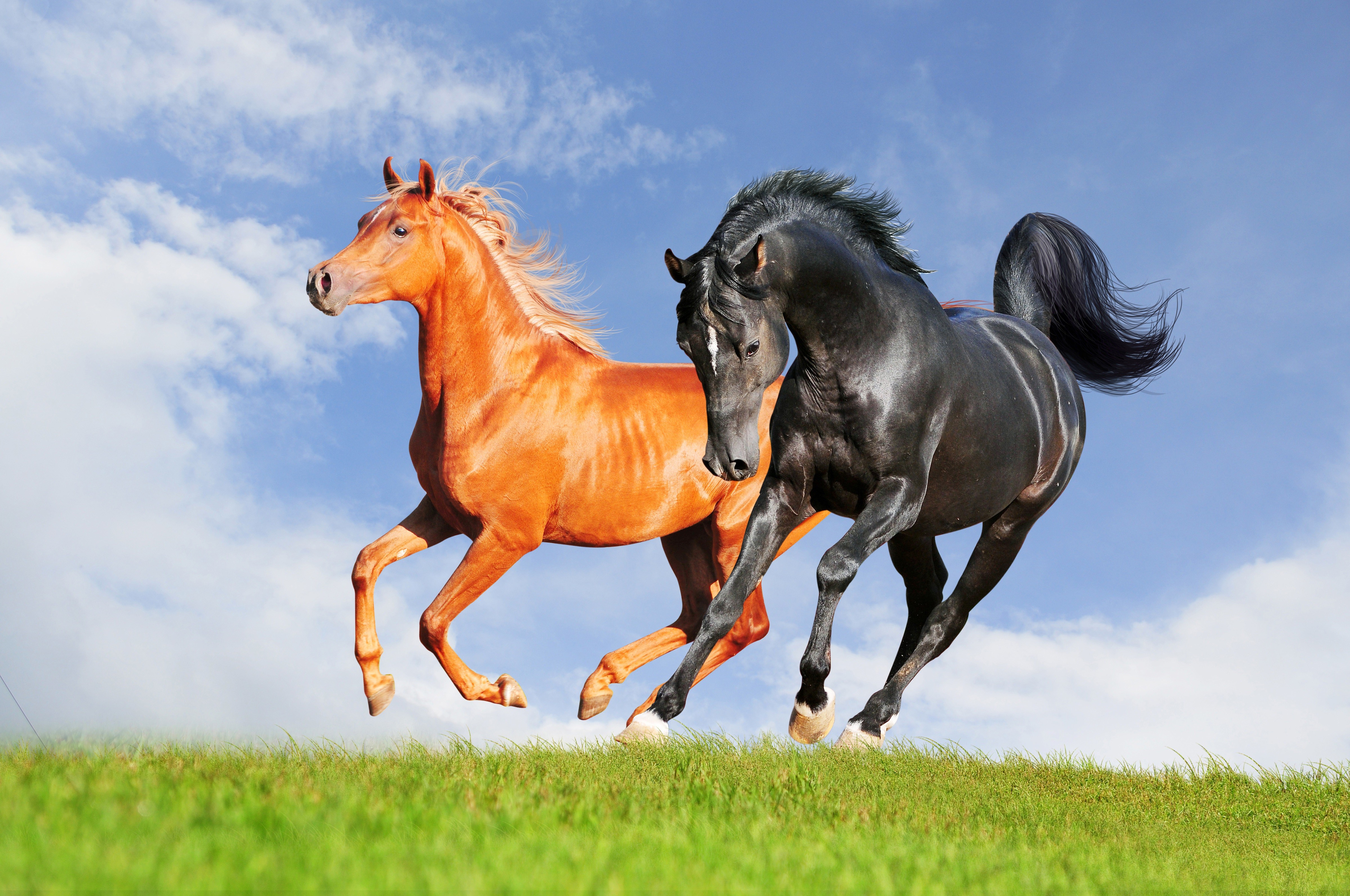 Two majestic horses, one chestnut and one black, galloping freely across a vibrant green field under a bright blue, cloudy sky