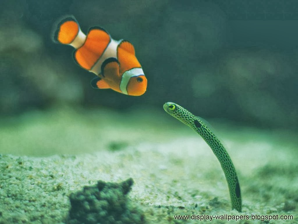 Fish Live Wallpaper 3D Aquarium Background HD :PRO 1.7 Apk Full Paid |  Download Android