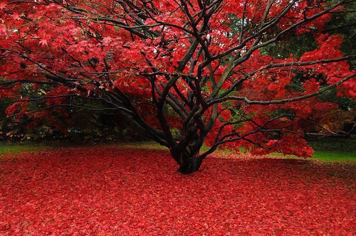 Japanese Maple Tree Wallpaper HD Uploaded By Anamika
