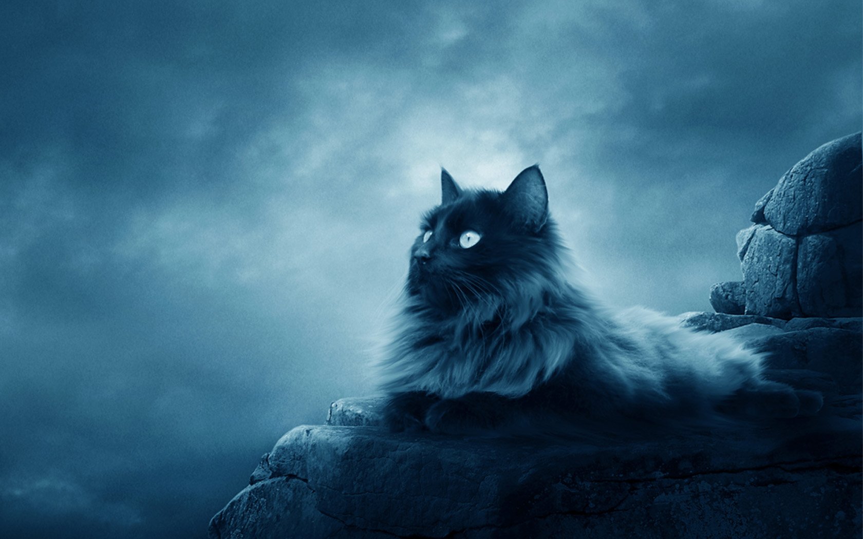 Full Moon Cat Wallpapers HD Wallpapers
