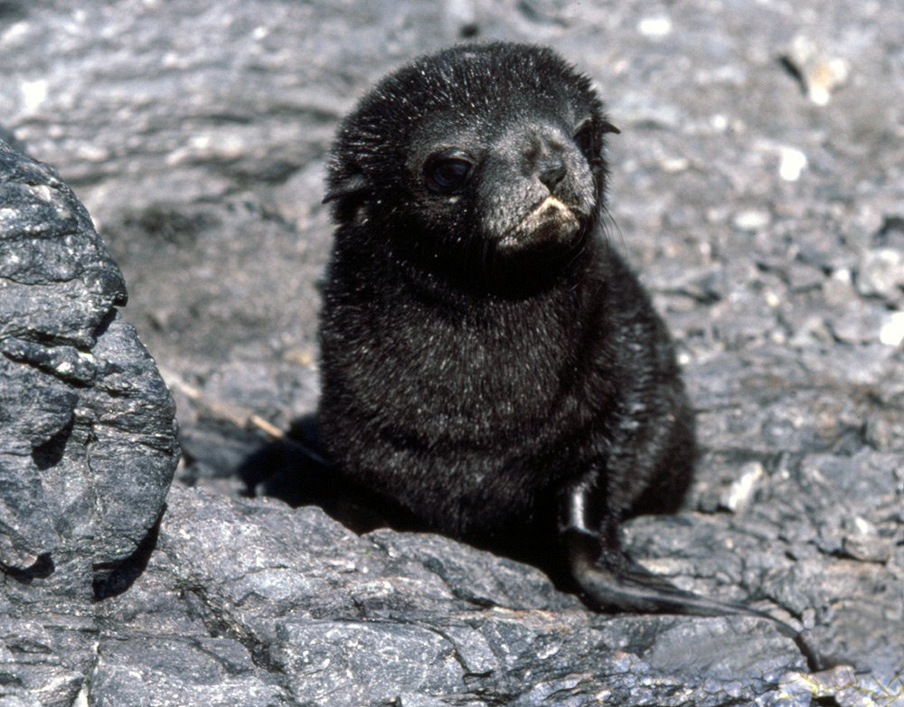 Southern Or Antarctic Fur Seal Picture Wallpaper
