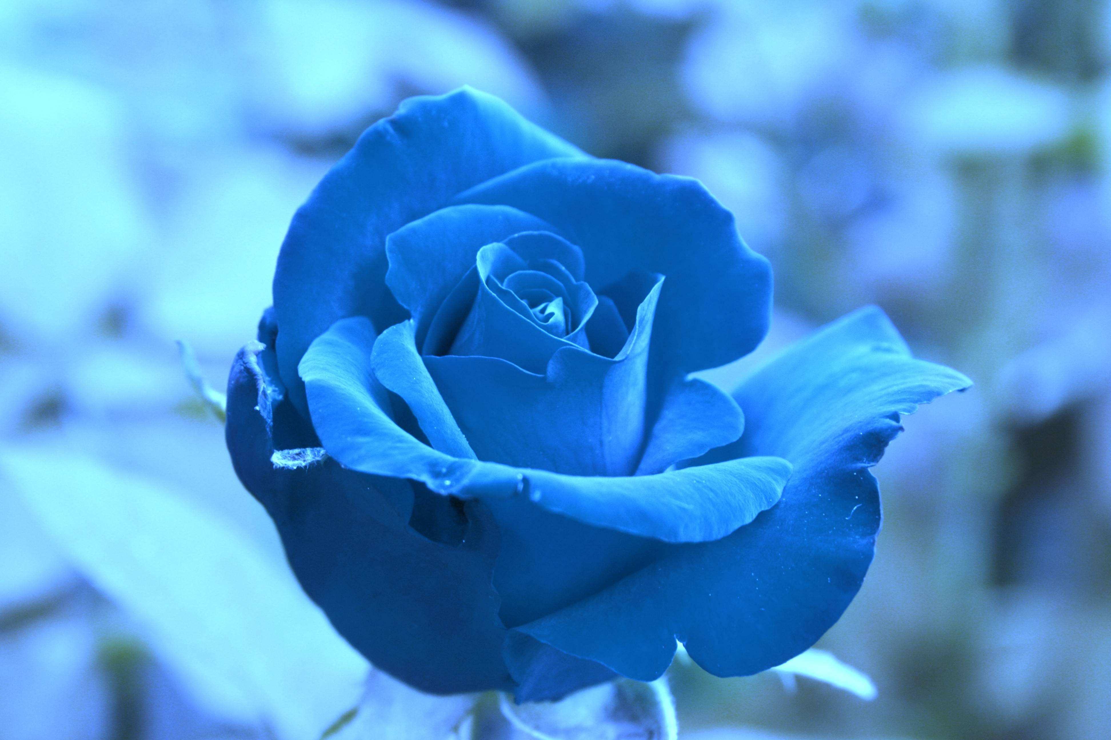Free download wallpapers Blue Rose Wallpapers [1600x1200] for your