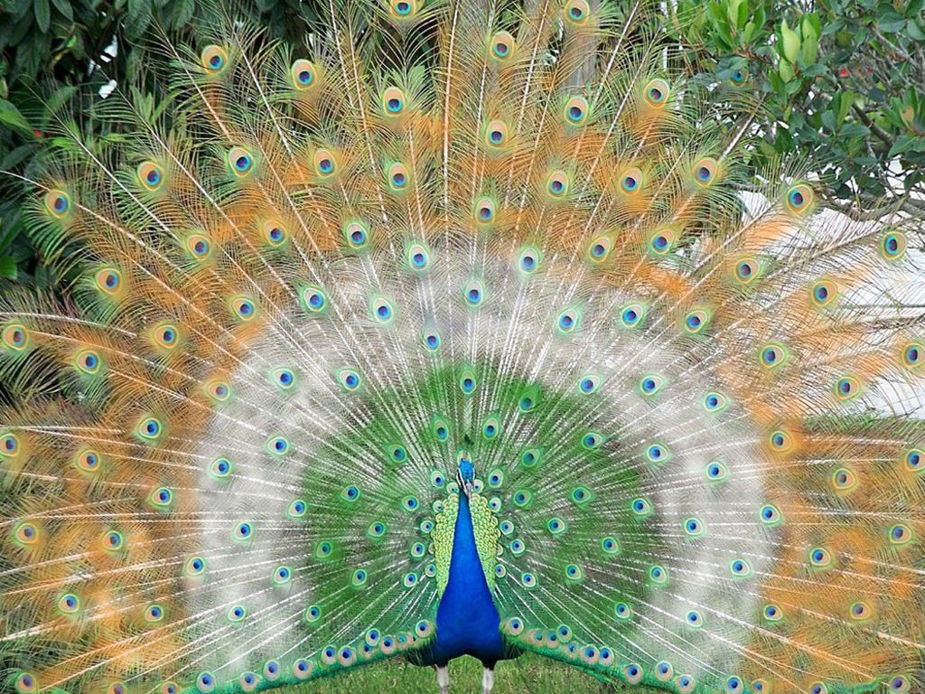 Beautiful Peacock Wallpapers Download 1024x768
